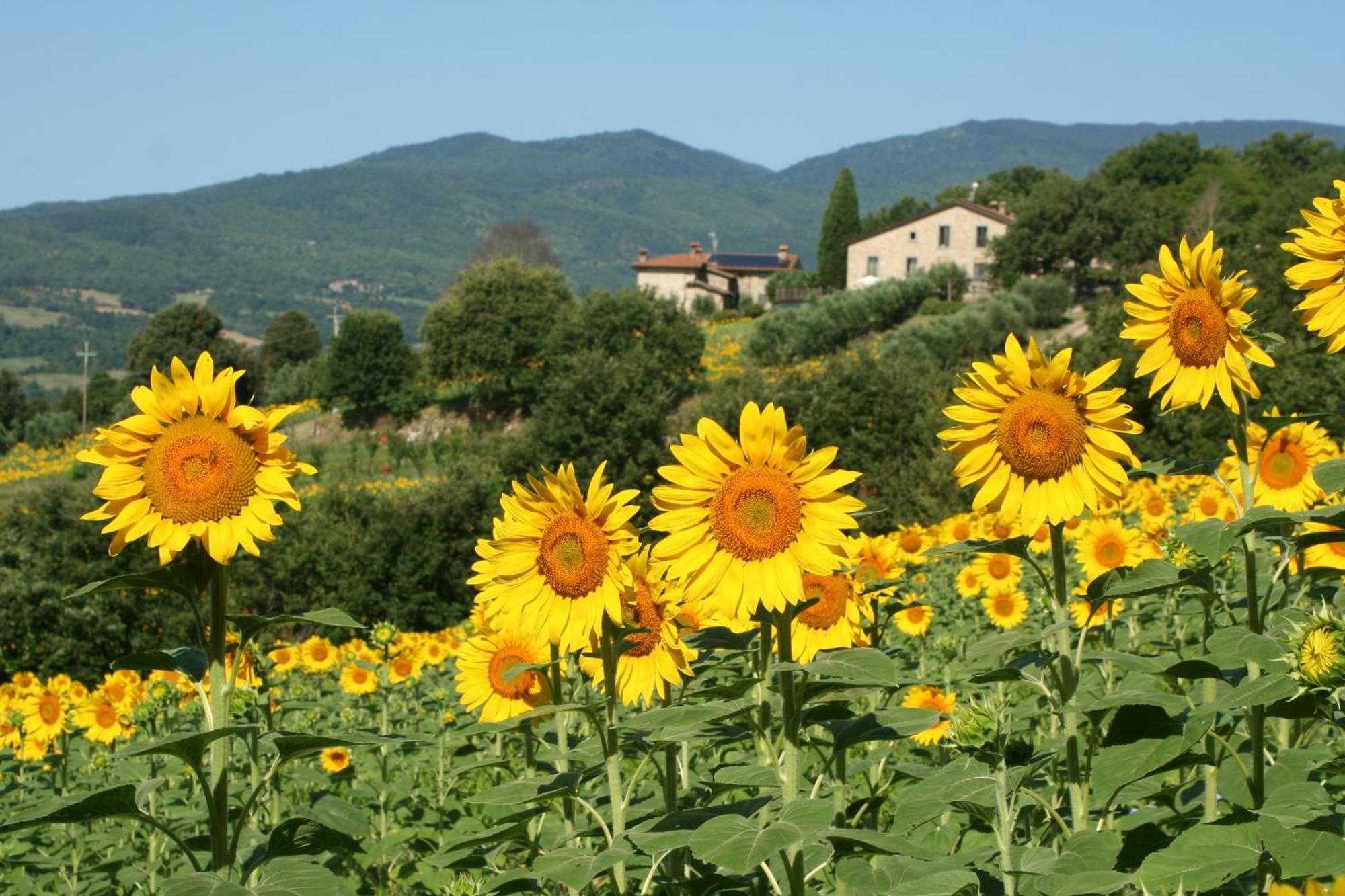 Agriturismo Le Ceregne Bio Pieve Santo Stefano Exterior foto